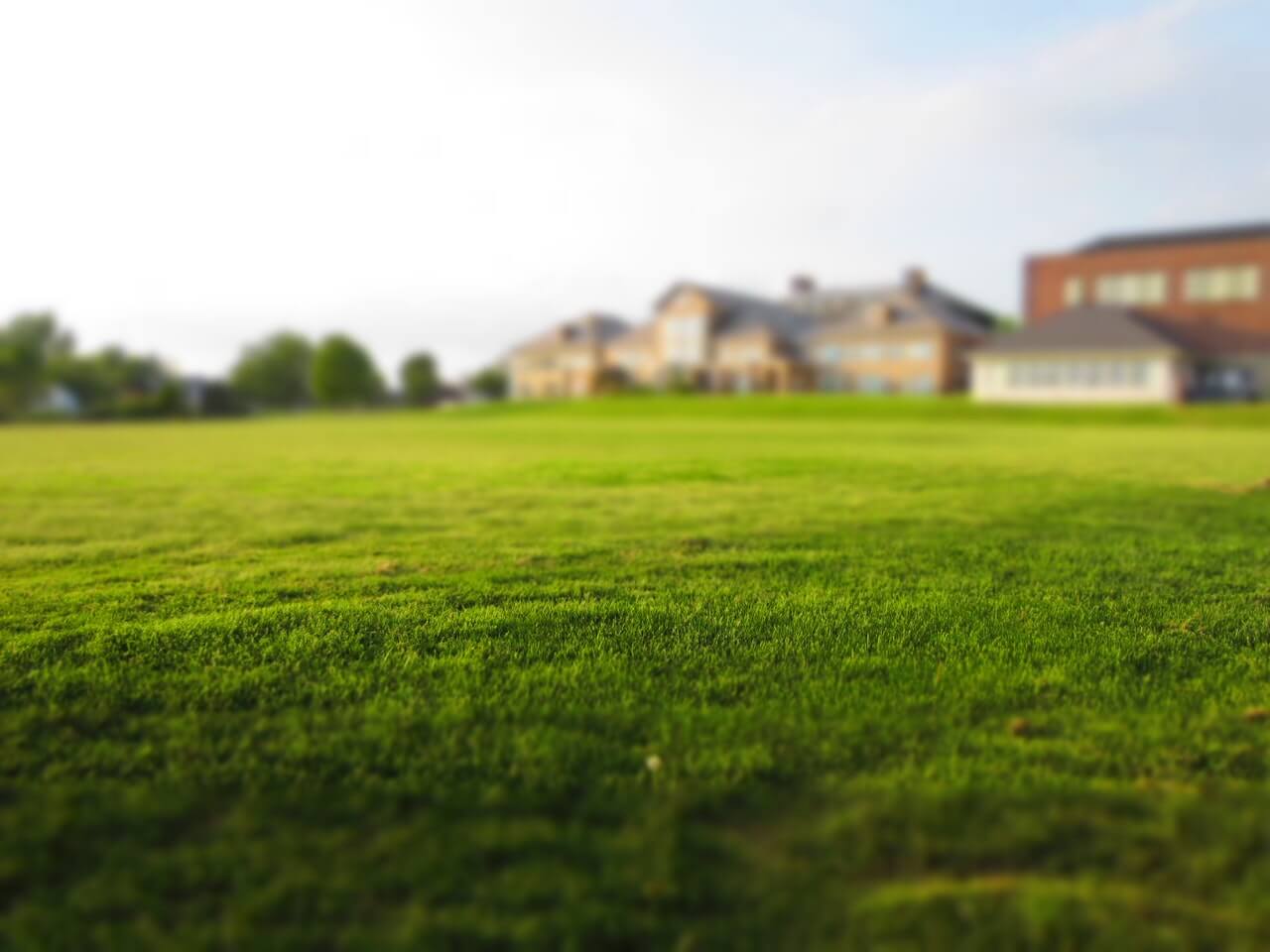 grass