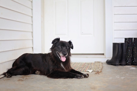 black-dog-front-porch-boots