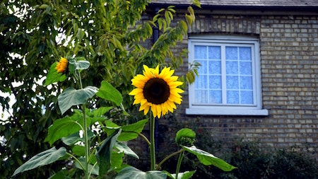 sunflower-house-window