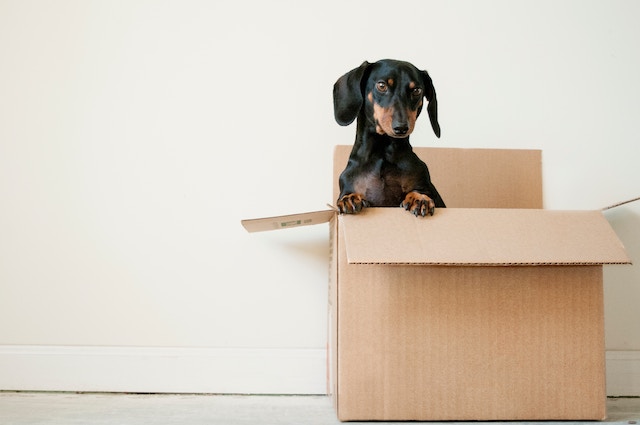 moving-boxes-dog